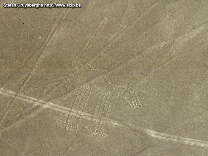 Nazca - Dog  Stefan Cruysberghs